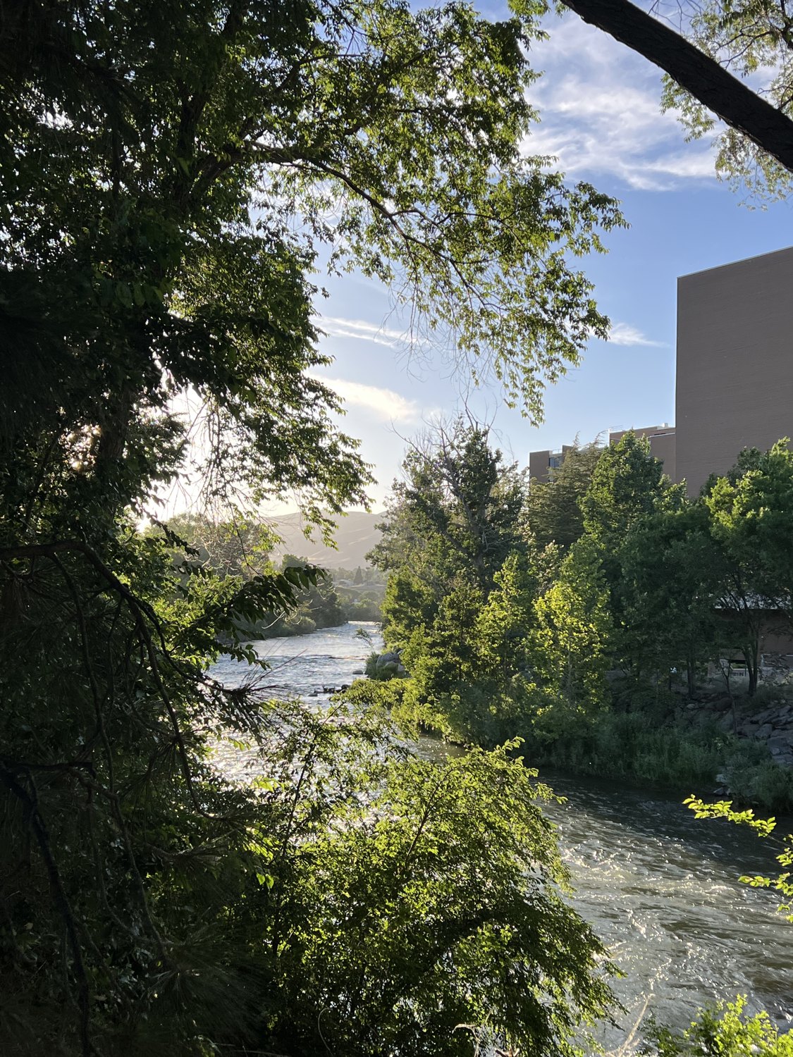 A river rushing between sunlit trees