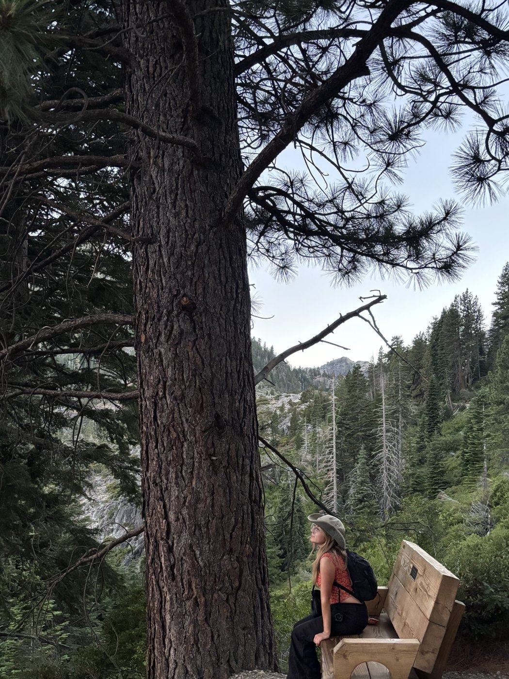 Renée sitting on a bench beneath a tall pine, overlooking a forested valley
